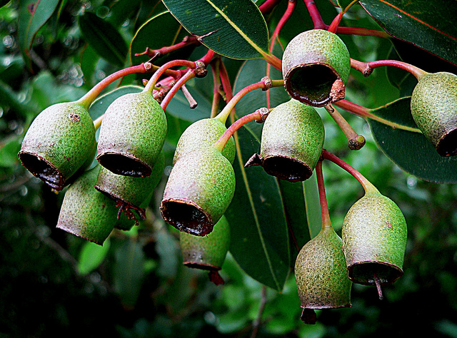 Eucalyptus nuts. Фото: Bernard Spragg. NZ/flickr.com. Лицензия: creativecommons.org/publicdomain/zero/1.0 Листья эвкалипта широко используют для заживления ран и для лечения ангины