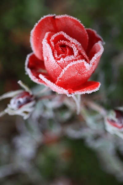Покриті інеєм троянди — в Англію прийшли перші заморозки. Фото: Christopher Furlong/Getty Images 