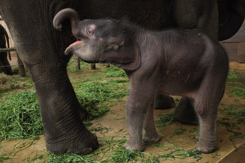 Слоненя зголодніло. Фото: Sean Gallup/Getty Images 