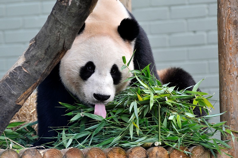 Велика панда Ян Гуан. Фото: Andy Buchanan/AFP/GettyImages 