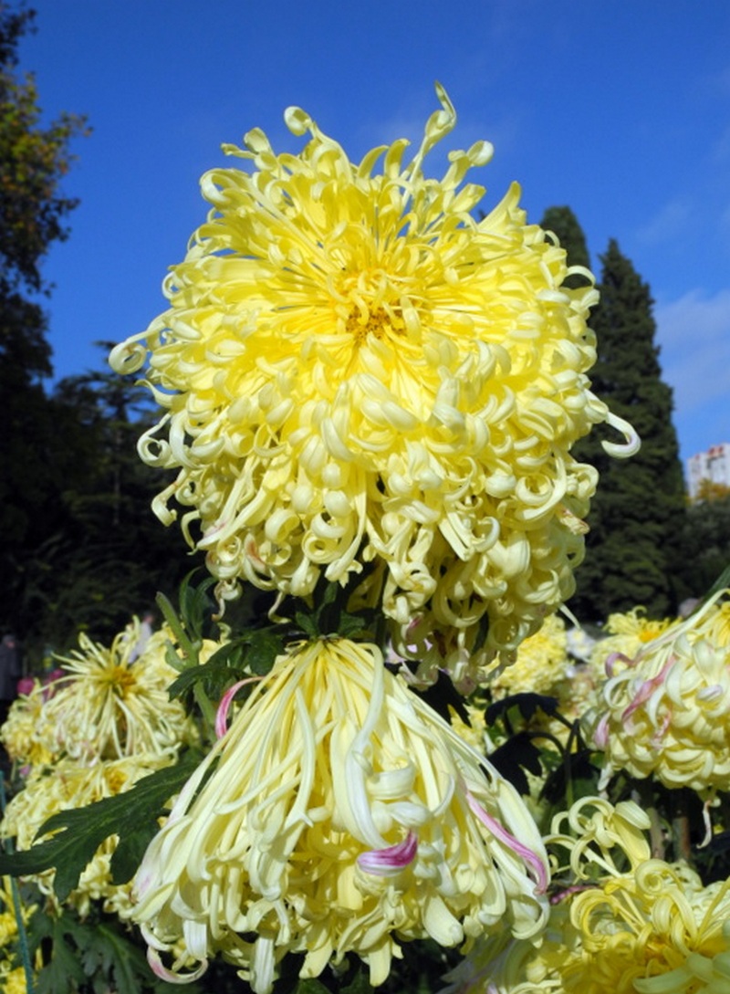 В Нікітському саду і далі цвітуть хризантеми. Фото: Алла Лавриненко/Велика Епоха 