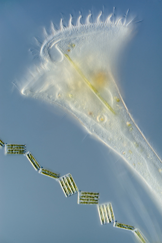 Інфузорія «Сурмач» та діатомові водорості. Фото: Wim van Egmond/Rotterdam, The Netherlands 