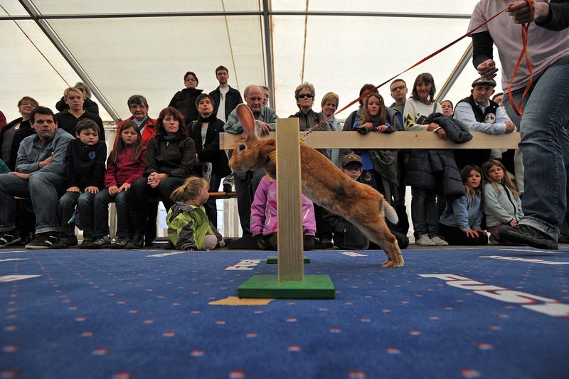 Перший чемпіонат Європи з кролячих стрибків. Воллерау, Швейцарія. Фото: Harold Cunningham/Getty Images 