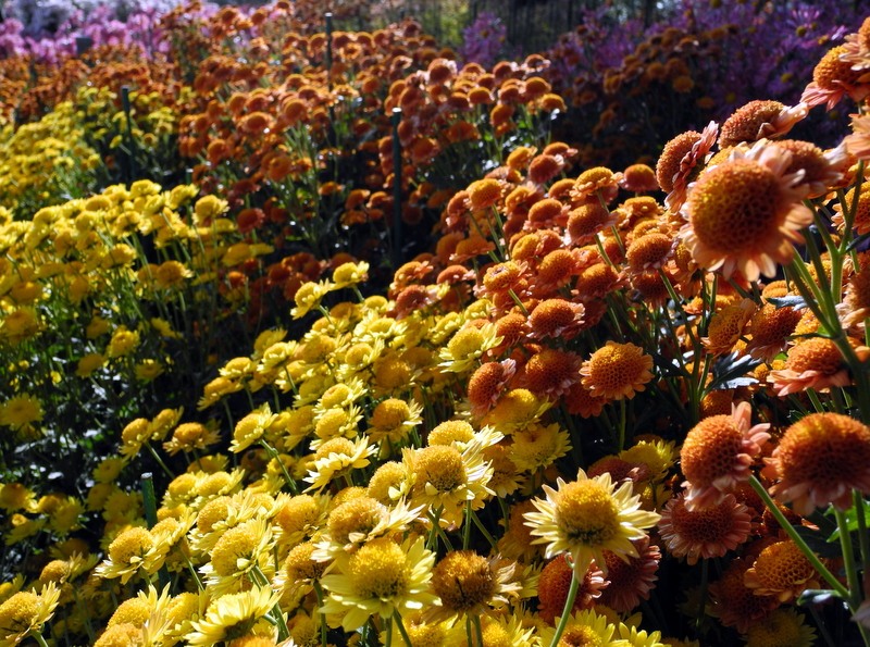 У Нікітському саду в Ялті розцвіли хризантеми. Фото: Алла Лавриненко/Велика Епоха 
