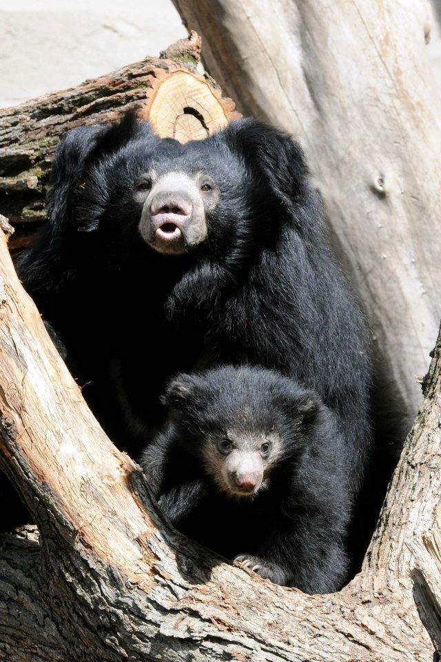 Медведица-губач Хани с медвежатами в зоопарке Брукфилд. Фото: BrookfieldZoo/facebook.com 