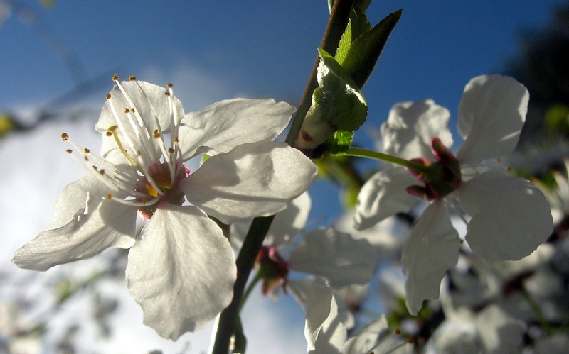 Цвітіння фруктових дерев і чагарників. Фото: Алла Лавриненко/EpochTimes.com.ua 