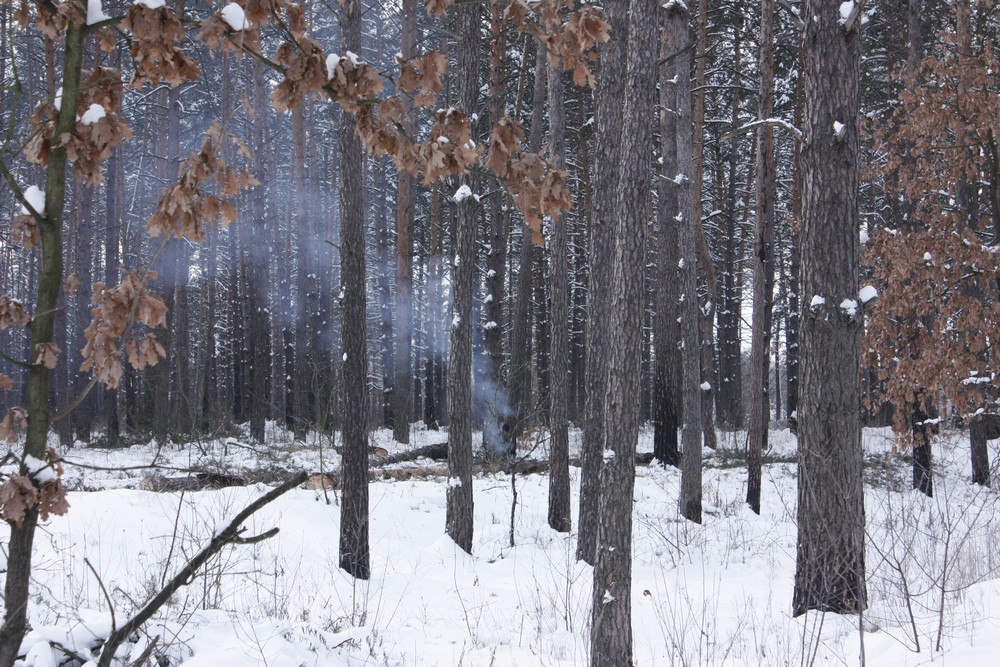 Ділянка лісу, яка вирубується зараз. Фото: The Epoch Times Україна 