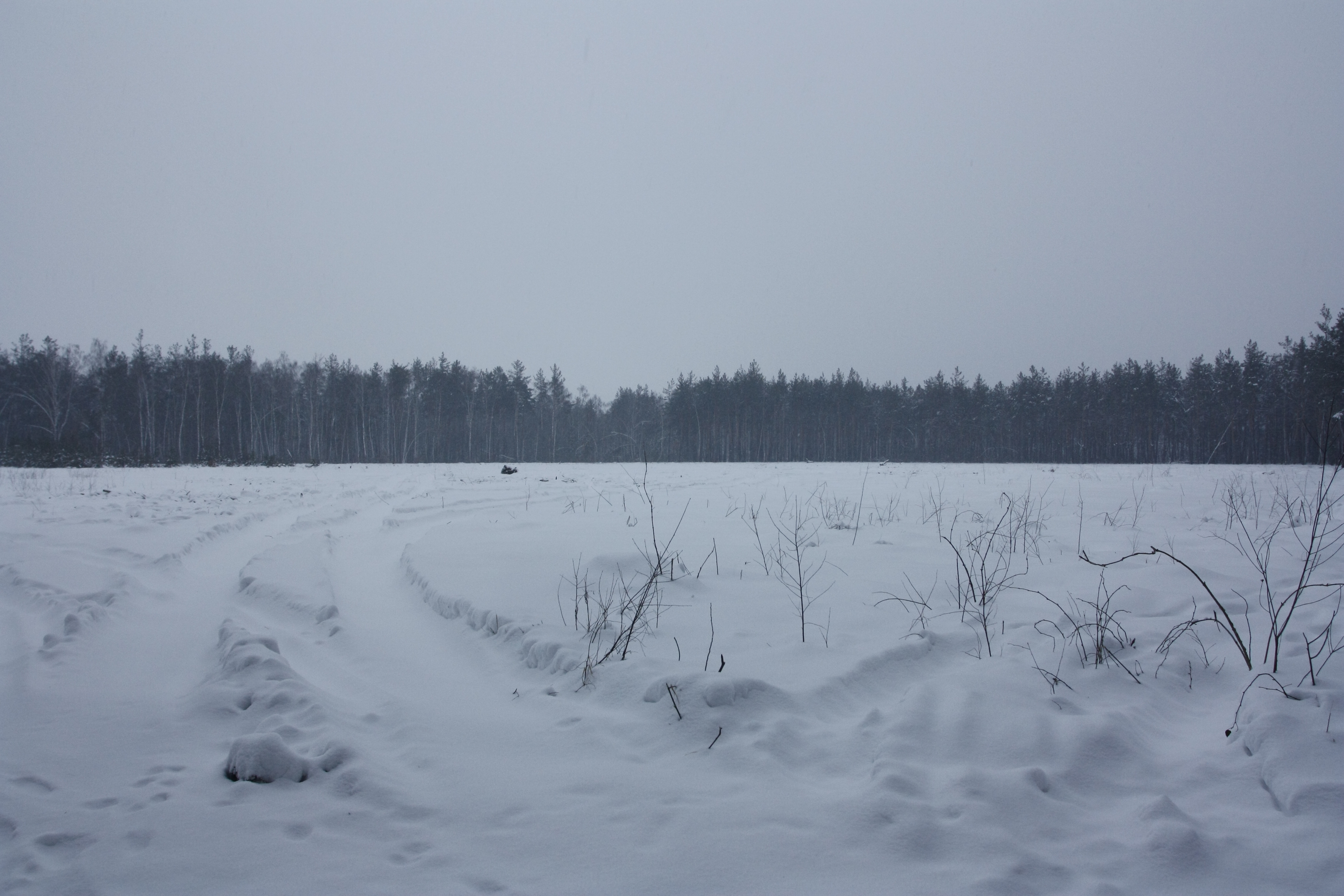 Ділянка лісу, яка була вирублена з листопада по грудень 2011 року. Фото: The Epoch Times Україна 