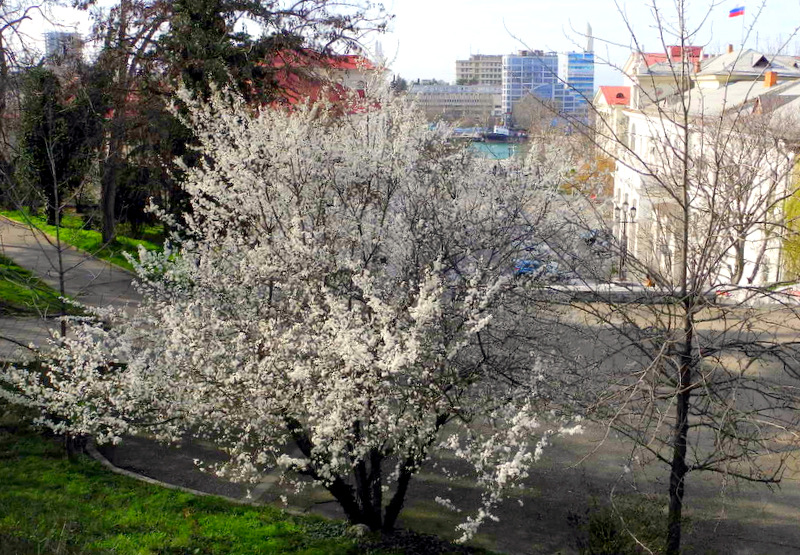 Севастопольські сади цвітуть. Фото: Алла Лавриненко/Велика Епоха 