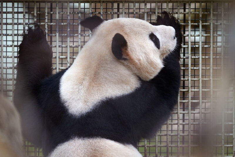 Панда Ян Гуан заглядає у вольєр Тянь Тянь. Фото: Jeff J Mitchell/Getty Images 