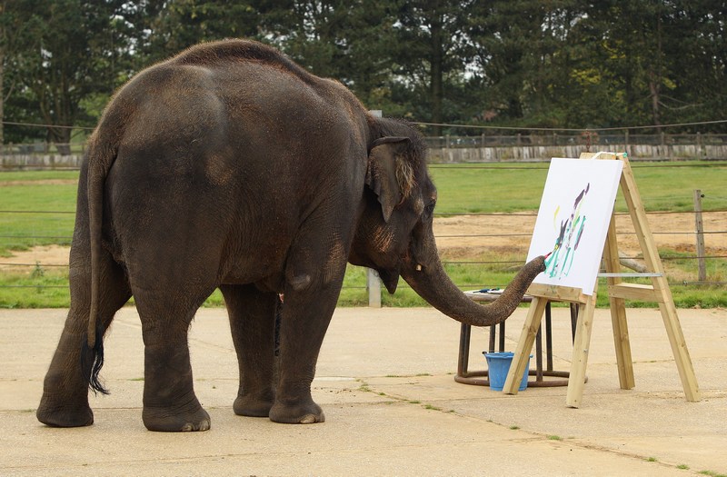 Азіатська слониха Карішма малює. Фото: Oli Scarff/Getty Images 