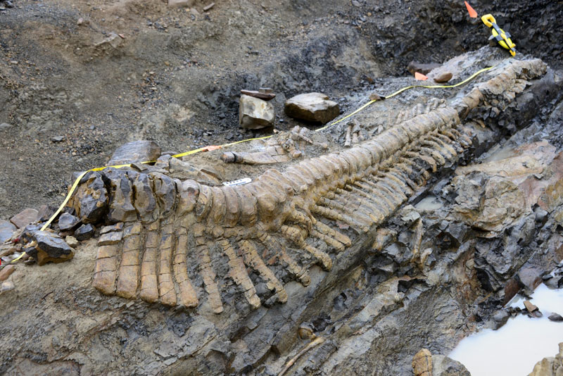 Окаменелые останки хвоста динозавра откопали в Мексике. Фото: Mauricio Marat / INAH 