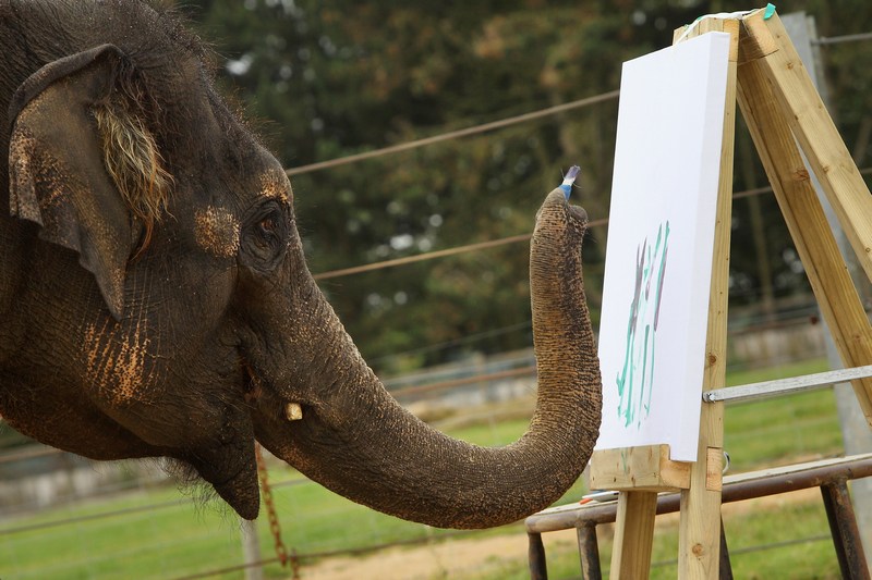 Азіатська слониха Карішма малює. Фото: Oli Scarff/Getty Images 