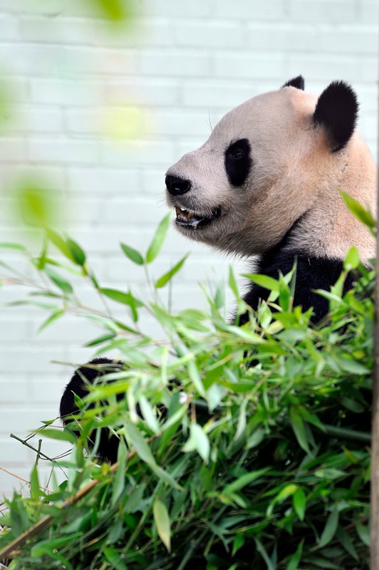 Велика панда Ян Гуан. Фото: Andy Buchanan/AFP/GettyImages 