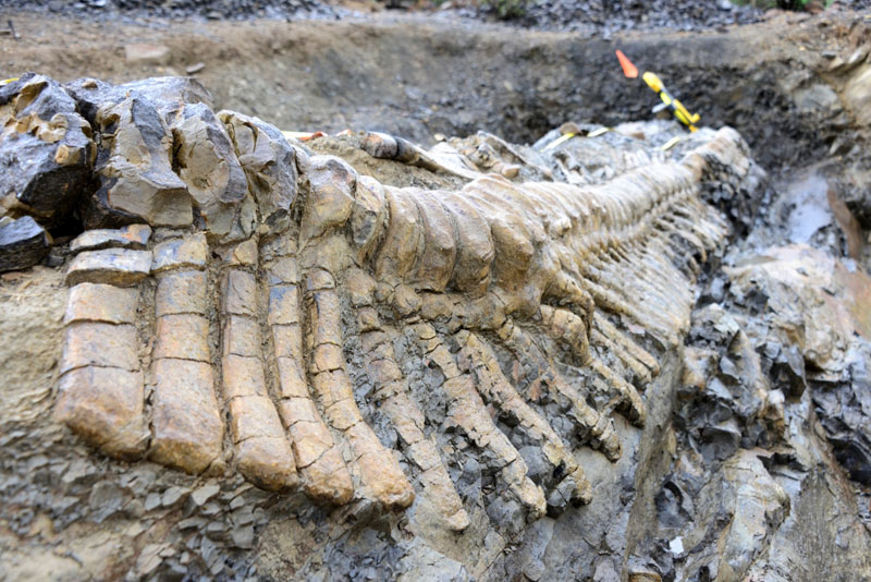 Окаменелые останки хвоста динозавра откопали в Мексике. Фото: Mauricio Marat / INAH 