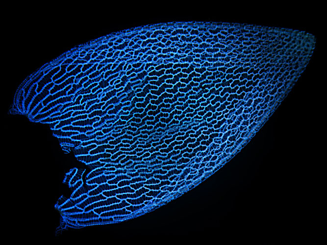 Лист сфагнуму папіллозного (вид моху), підсвічений блакитним світлодіодом. Фото: Ralf Wagner/Dusseldorf, Germany 