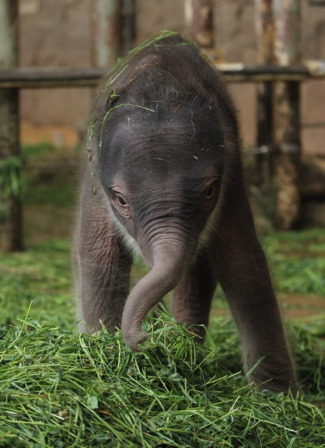 Дводенне слоненя в Берлінському зоопарку. Фото: Sean Gallup/Getty Images 