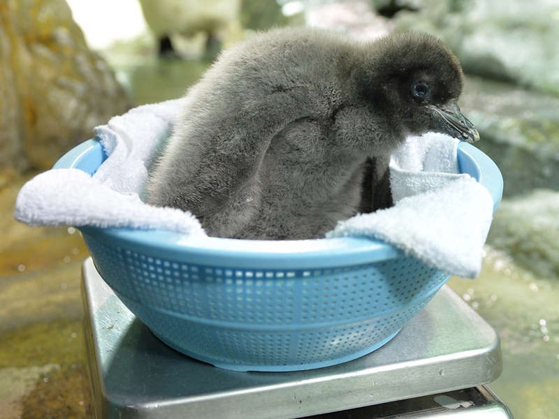Осака, Япония, 26 июля. Взвешивание детёныша пингвина Адели. Вес малыша, родившегося 10 июля, составил 680 граммов. Фото: KAZUHIRO NOGI/AFP/Getty Images 