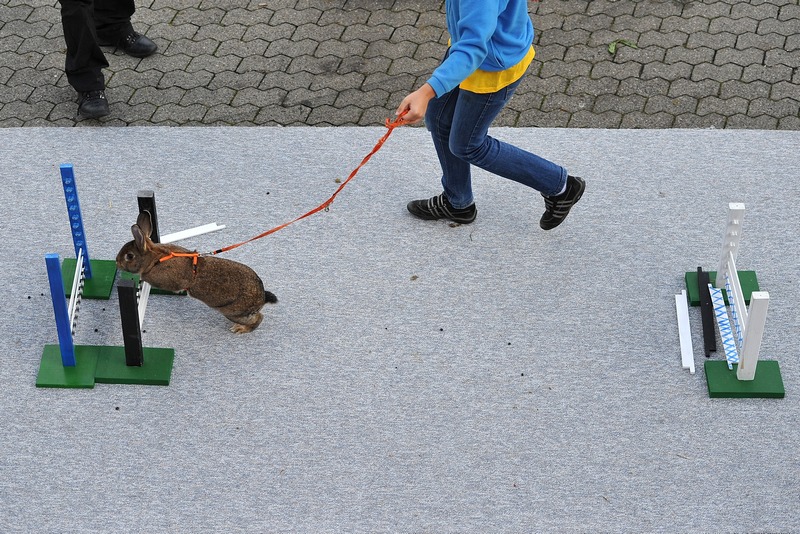 Перший чемпіонат Європи з кролячих стрибків. Воллерау, Швейцарія. Фото: Harold Cunningham/Getty Images 