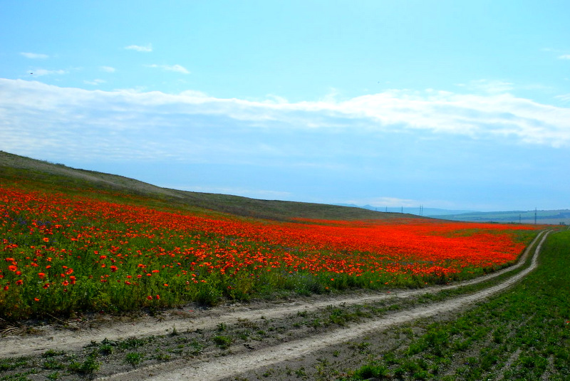 Маки цвітуть. Бахчисарайський район, Крим. Фото: Алла Лавриненко/Велика Епоха 