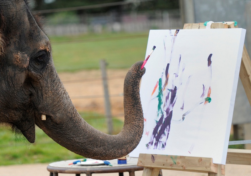 Азіатська слониха Карішма малює. Фото: CARL COURT/AFP/Getty Images 
