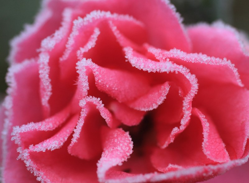 Покриті інеєм троянди — в Англію прийшли перші заморозки. Фото: Christopher Furlong/Getty Images 