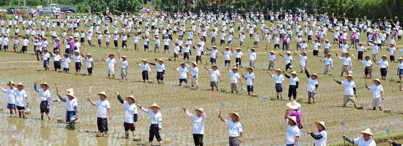Провінція Таоюань, Тайвань, 18 серпня. 1215 фермерів встановили рекорд, занесений в книгу рекордів Гіннеса — за 25 хвилин вони посадили 3 млн пагонів рису. Фото: SAM YEH/AFP/GettyImages 