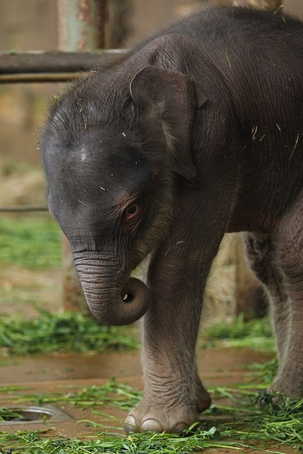 Дводенне слоненя в Берлінському зоопарку. Фото: Sean Gallup/Getty Images 
