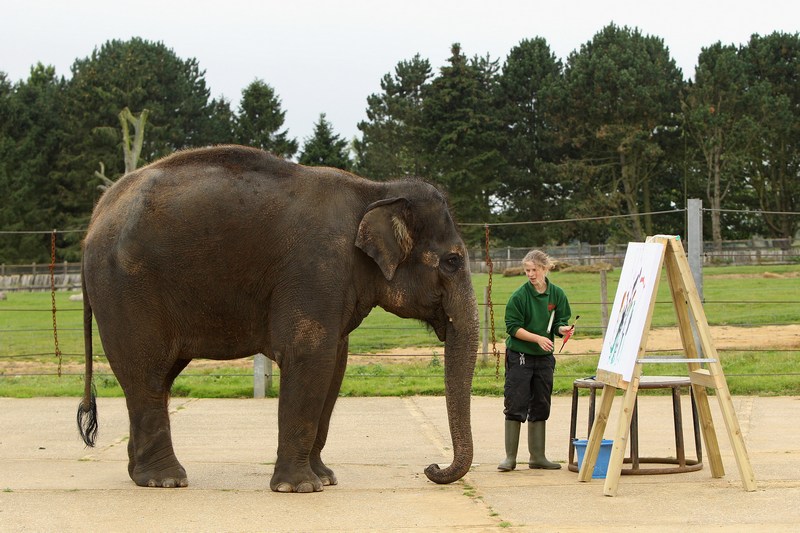 Співробітник зоопарку Елізабет Каллагхан асистує Карішмі. Фото: Oli Scarff/Getty Images 