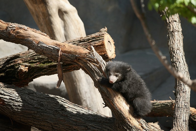 Медвежонок-губач в зоопарке Брукфилд. Фото: Scott Olson/Getty Images 