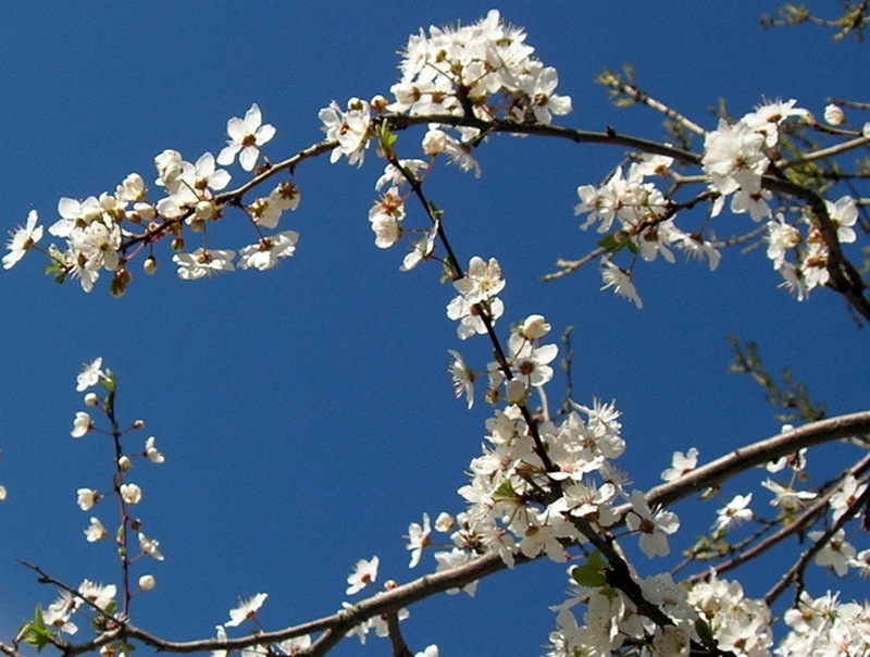 Цвітіння фруктових дерев і чагарників. Фото: Алла Лавриненко/EpochTimes.com.ua 