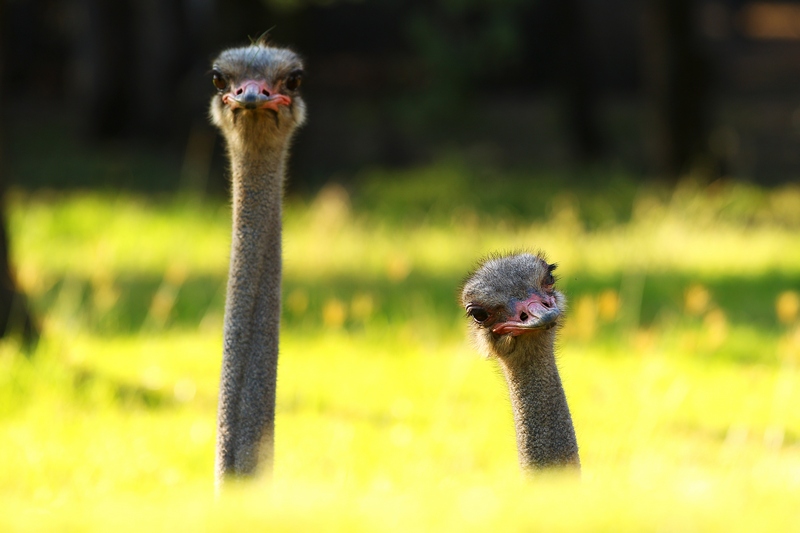 Цікаві страуси. Зоопарк «Західні рівнини Таронга». Даббо, Австралія. Фото: Mark Kolbe/Getty Images 