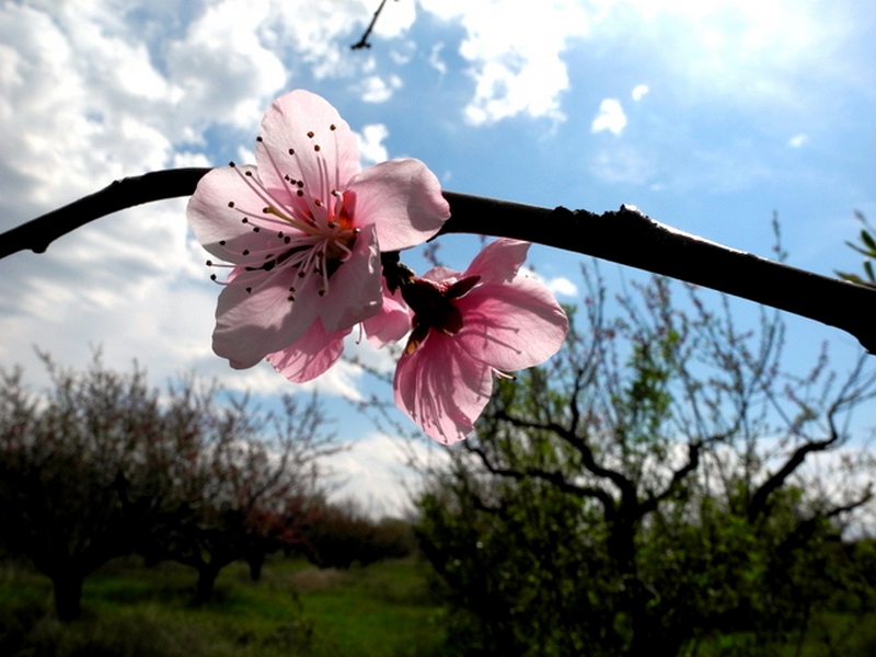Персики розцвіли в Криму. Фото: Алла Лавриненко/Велика Епоха 
