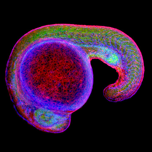Фукозильовані глікани (полісахариди) в ембріоні рибки даніо-реріо. Фото: Holly Aaron, Karen Dehnert, Scott Laughlin, Carolyn Bertozzi/University of California, Berkeley, USA 
