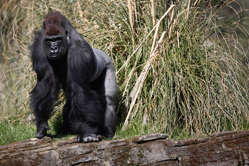 Горилла Кумбука в Лондонском зоопарке. Фото: Oli Scarff/Getty Images 