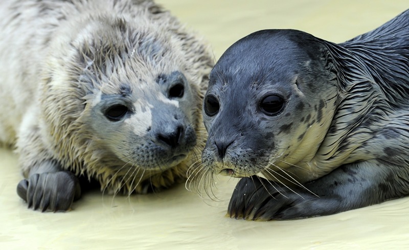 Фридрикског, Германия, 27 мая. Двух детёнышей тюленей, найденных на берегу острова Гельголанд, приютили на местной станции спасения животных. Фото: CARSTEN REHDER/AFP/Getty Images 