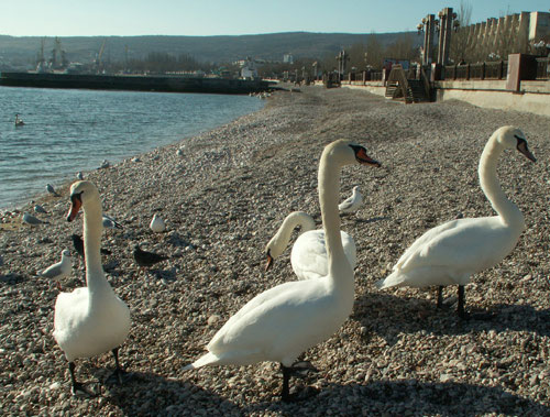 Лебеді на побережжі Феодосії. Фото: www.TURNE.com.ua 