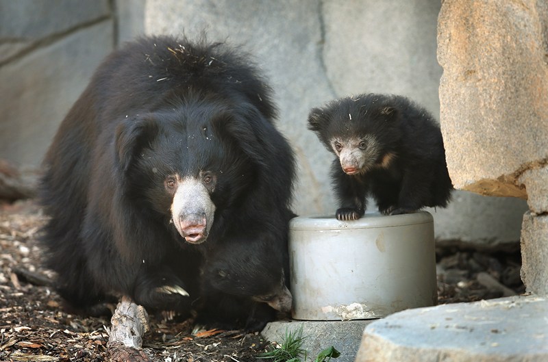 Ведмедиця-губач Хані з ведмежатами в зоопарку Брукфілд. Фото: Scott Olson/Getty Images 