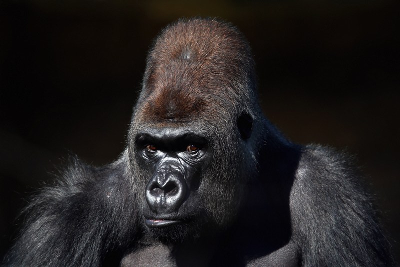 Горилла Кумбука в Лондонском зоопарке. Фото: Oli Scarff/Getty Images 