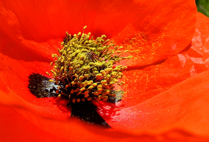 Маки цвітуть. Бахчисарайський район, Крим. Фото: Алла Лавриненко/Велика Епоха 