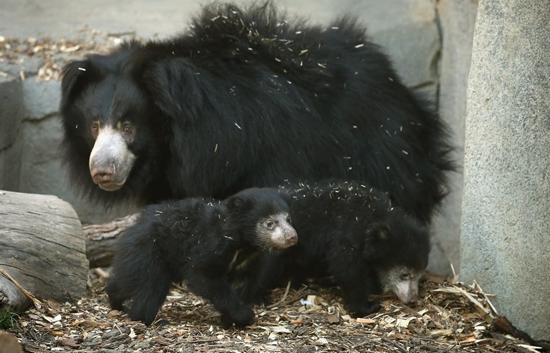 Медведица-губач Хани с медвежатами в зоопарке Брукфилд. Фото: Scott Olson/Getty Images 