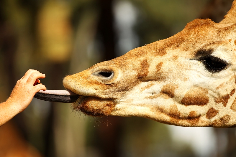 Співробітник зоопарку пригощає жирафа. Зоопарк «Західні рівнини Таронга». Даббо, Австралія. Фото: Mark Kolbe/Getty Images 
