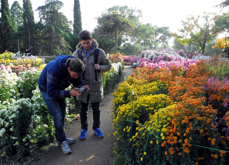 В Нікітському саду і далі цвітуть хризантеми. Фото: Алла Лавриненко/Велика Епоха 