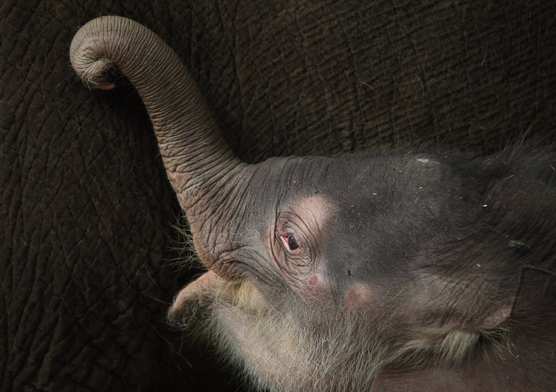 Слоненя зголодніло. Фото: Sean Gallup/Getty Images 