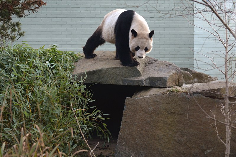 Велика панда Ян Гуан. Фото: Jeff J Mitchell/Getty Images 