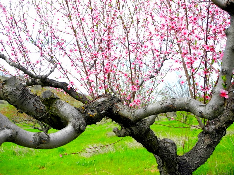 Персики розцвіли в Криму. Фото: Алла Лавриненко/Велика Епоха 