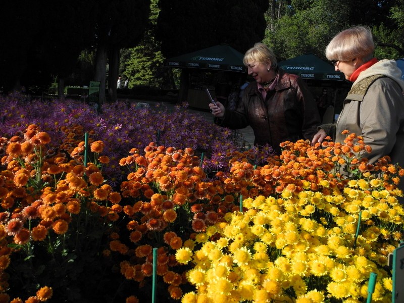 У Нікітському саду в Ялті розцвіли хризантеми. Фото: Алла Лавриненко/Велика Епоха 