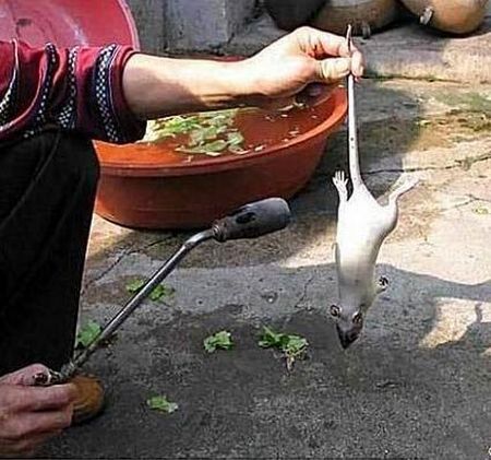 З білих мишей в Китаї роблять «голубині грудки». Фото з secretchina.com  