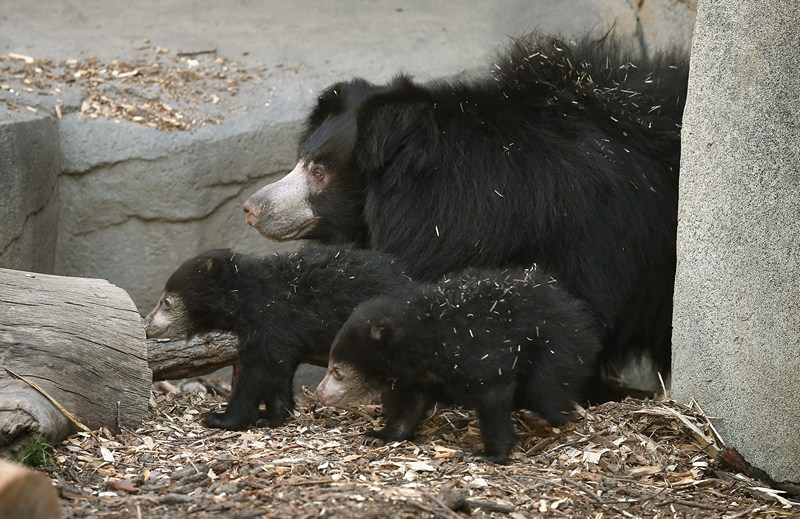 Медведица-губач Хани с медвежатами в зоопарке Брукфилд. Фото: Scott Olson/Getty Images 