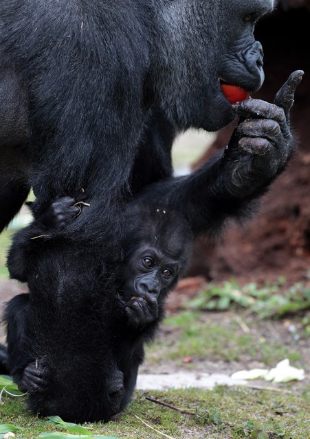 Горила Соломія з дитинчам Кукеною у Брістольському зоопарку. Фото: Matt Cardy/Getty Images 